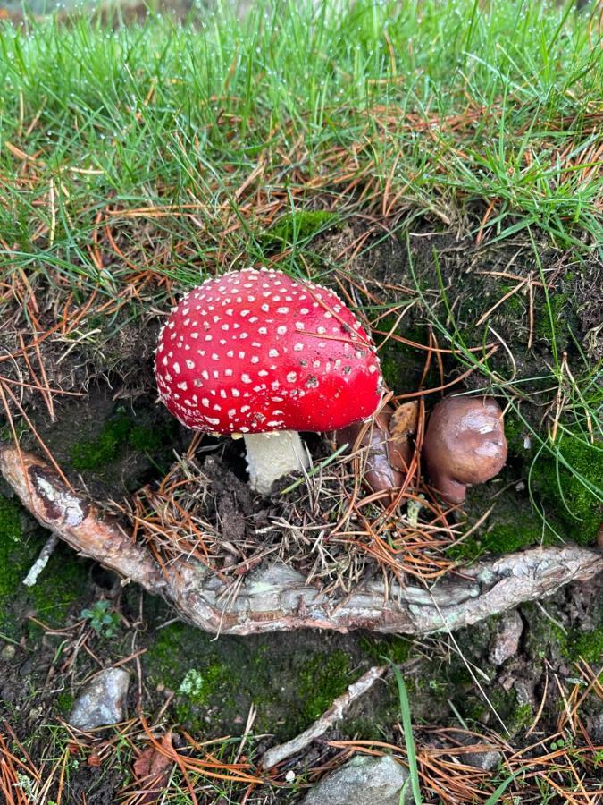 Craggan Lejlighed Dornoch Eksteriør billede
